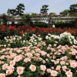 Sklonište od prskanih ruža za zimu