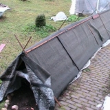 Sklonište ruža penjačica za zimu