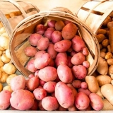 Uslovi skladištenja krompira