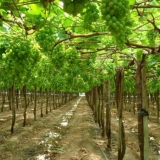 Učinite sami uređaj rešetke za grožđe - opcije i veličine, crteži