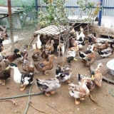 Baškirske patke: uzgoj kod kuće