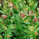 Asclepias syriaca (sirijski): fotografija, raste iz sjemena