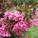 Weigela cvjeta nana purpurea (ljubičasta, nana purpurea): fotografija, opis, recenzije, reprodukcija