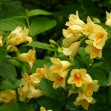 Weigela middendorff (middendorffiana): ukrasno drveće i grmlje, sad...