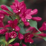 Weigela crveni princ (crveni princ): slijetanje i njega