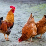 Mađarski div (pasmina kokoši): opis