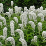 Loosestrife (đurđevak): sadnja i njega, fotografije u pejzažnom dizajnu