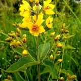 Loosestrife: sadnja i njega, fotografija cvijeća u cvjetnoj gredici