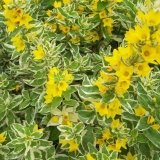 Spotted loosestrife: fotografija u pejzažnom dizajnu