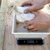 Težina ćurki po mjesecima - tabela