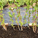 Proljetna obrada maline od štetočina i bolesti