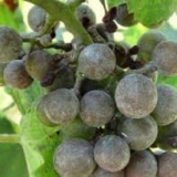 Proljetna prerada grožđa od bolesti i štetočina