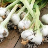 Prolećni preliv zimskog belog luka