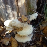 Hrastova bukovača (pleurotus dryinus): opis i fotografija