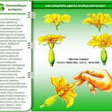 Glasnik kojih bolesti je simptom - žutilo krastavaca