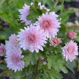 Vrste krizantema sa fotografijama i imenima