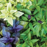 Vrste i sorte bosiljka: ruža, karanfilić, jerevan