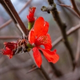 Vrste i sorte japanskog henomelesa (dunja)