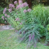 Vrste i sorte upravitelja: fotografija, sadnja i njega