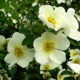 Vrste i sorte divlje ruže: fotografija s imenima i opisima