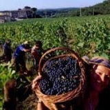 Vinsko grožđe: top 7