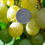 Grožđe bijelo čudo