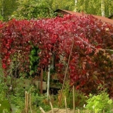 Grožđe djevojačko petolistno dekorativno - sorte i vrste