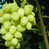 Grožđe za centralnu rusiju, sorte