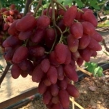 Grožđe dubovski roze