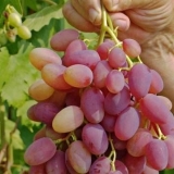 Godišnjica grožđa novočerkaska