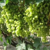 Grape kishmish stoljeća