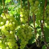 Grožđe ljepota sjevera