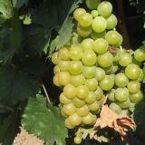 Muškat bijelo grožđe