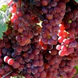 Grožđe muškat roze i rano - opis sorte