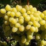 Grožđe nadezhda aksaiskaya