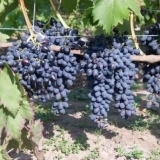 Grožđe nadam azos