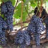 Grožđe dombkowska memorija za sjeverne geografske širine rusije