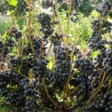 Dombkowska memory grožđe