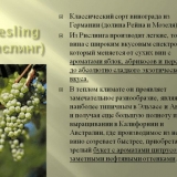 Rajnski rizling - opis i karakteristike sorte