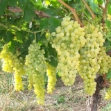 Rusbol poboljšano grožđe: opis sorte, fotografije, recenzije