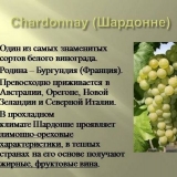 Chardonnay grožđe: opis i karakteristike sorte