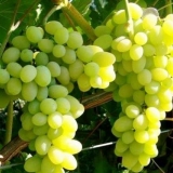 Grožđe u sibiru za početnike: sadnja i njega