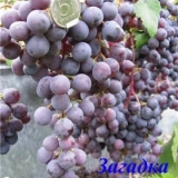 Lopta za zagonetke grožđa