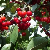 Trešnja bystrinka: opis sorte, fotografije, recenzije vrtlara, oprašivača