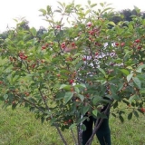 Cherry kharitonovka - karakteristike i opis sorte