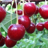 Cherry kharitonovskaya