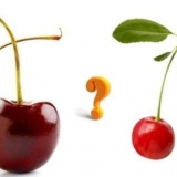 Trešnje i trešnje: razlike, šta je bolje saditi, fotografija