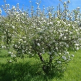 Trešnja stubasta beba, opis sorte baby