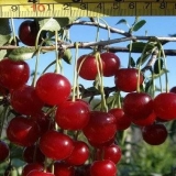 Cherry maksimovskaya