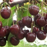 Trešnja nord zvijezda